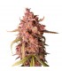 Auto Purple Punch fem. Seedstockers