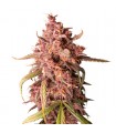 Auto Purple Punch fem. Seedstockers