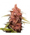 Purple Punch fem. Seedstockers