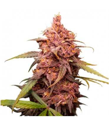 Purple Punch fem.  5 u. Seedstockers