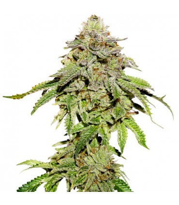 Cookies and Cream fem.  5 u. Seedstockers