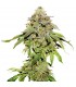 Cookies and Cream fem. 25 u. Seedstockers