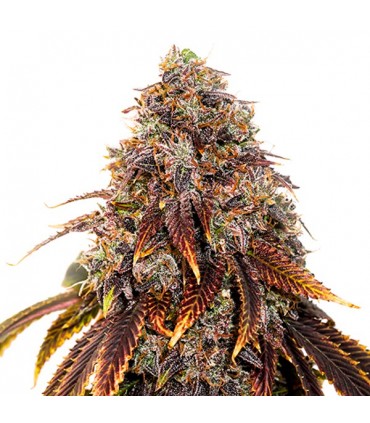 Gelato 41 fem.  3 u. Seedstockers