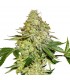 Sherbet fem. Seedstockers