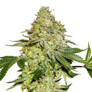 Sherbet fem. Seedstockers