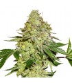Sherbet fem.  3 u. Seedstockers