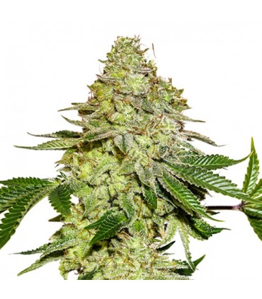 Sherbet fem. 25 u. Seedstockers