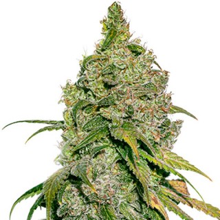 Do Si Dos fem. Seedstockers