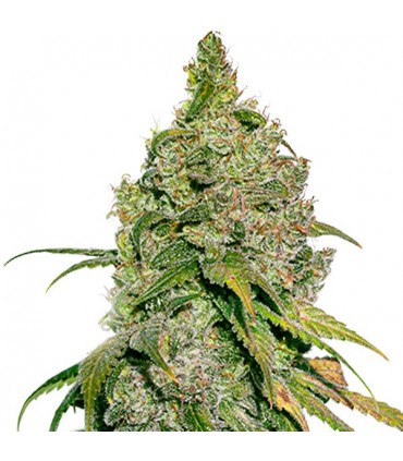 Do Si Dos fem. 25 u. Seedstockers