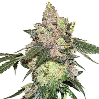 Girl Scout Cookies fem. Seedstockers