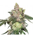 Girl Scout Cookies fem. Seedstockers