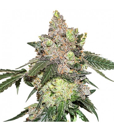 Girl Scout Cookies fem.  5 u. Seedstockers