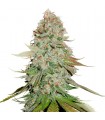 Gorilla Glue fem. Seedstockers