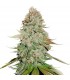 Gorilla Glue fem.  5 u. Seedstockers