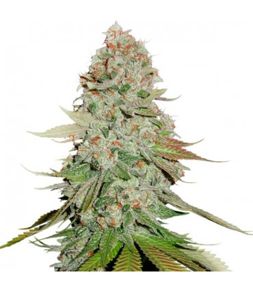 Gorilla Glue fem. 25 u. Seedstockers