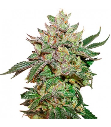 Wedding Cake fem. Seedstockers