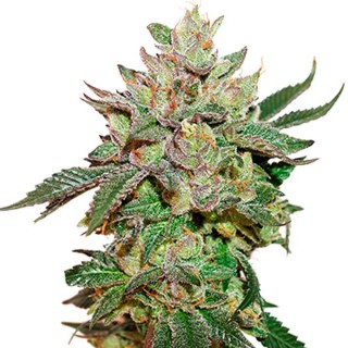 Wedding Cake fem.  5 u. Seedstockers