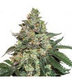 Auto Girl Scout Cookies fem. Seedstockers