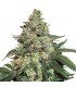 Auto Girl Scout Cookies fem.  3 u. Seedstockers