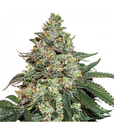 Auto Girl Scout Cookies fem.  5 u. Seedstockers