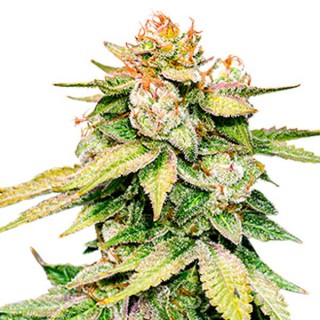 Auto Gorilla Glue fem. Seedstockers
