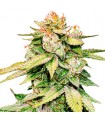 Auto Gorilla Glue fem. Seedstockers