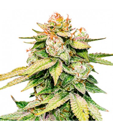 Auto Gorilla Glue fem. 25 u. Seedstockers