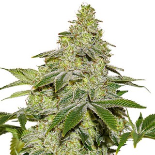 Auto Sherbet fem. Seedstockers