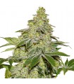 Auto Sherbet fem. Seedstockers