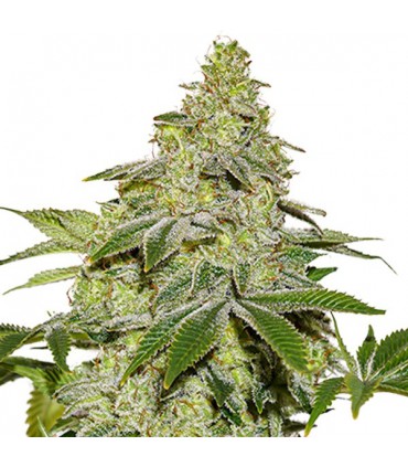Auto Sherbet fem.  3 u. Seedstockers
