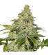 Auto Sherbet fem. 25 u. Seedstockers