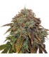 Auto Gelato 41 fem.  3 u. Seedstockers