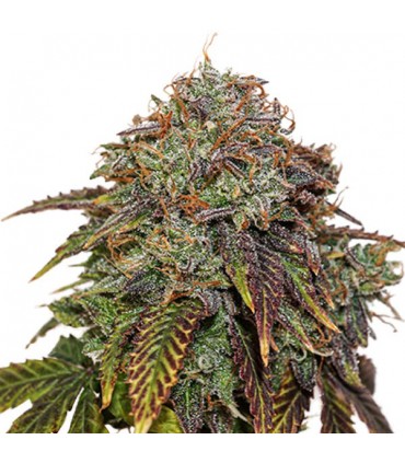 Auto Gelato 41 fem.  5 u. Seedstockers