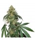 Cookies Fast fem. Seedstockers