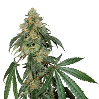 Cookies Fast fem. Seedstockers