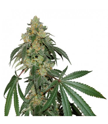 Cookies Fast fem. Seedstockers