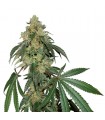 Cookies Fast fem. Seedstockers