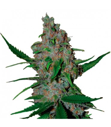 Gelato 41 Fast  fem.  3 u. Seedstockers