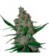 Gelato 41 Fast  fem.  5 u. Seedstockers