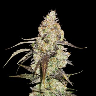 Runtz fem. Seedstockers