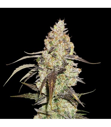 Runtz fem. Seedstockers