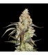 Runtz fem.  3 u. Seedstockers