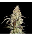Runtz fem.  3 u. Seedstockers
