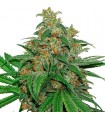 Auto AK420 fem. Seedstockers