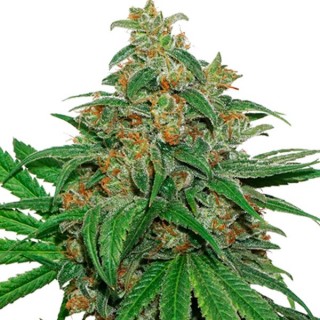 Auto AK420 fem.  5 u. Seedstockers