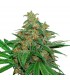 AK420 fem. Seedstockers