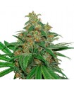 AK420 fem. Seedstockers