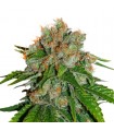 Auto Amnesia fem. Seedstockers