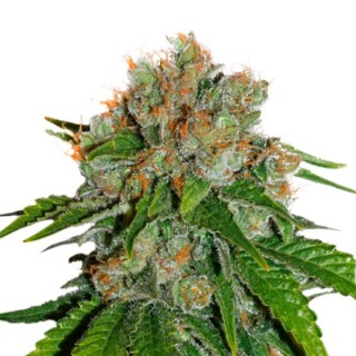 Amnesia fem. Seedstockers