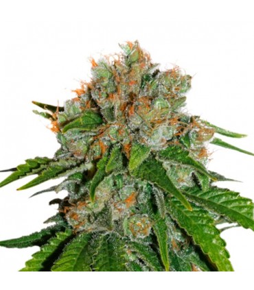 Amnesia fem. 25 u. Seedstockers